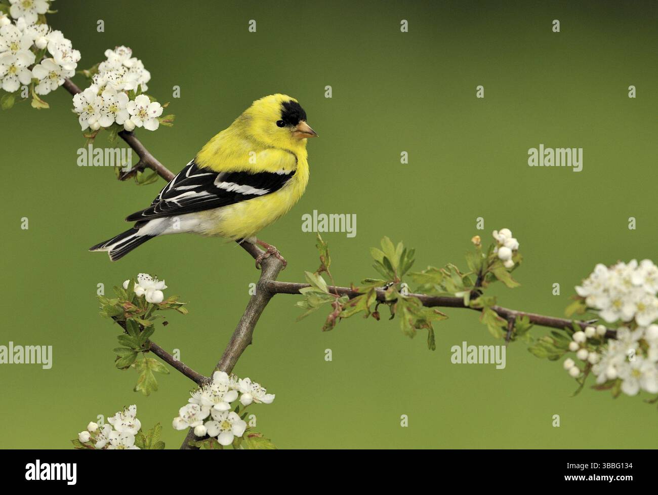 American Goldfinch (Spinus tristis) mâle, Colombie-Britannique, Canada, Amérique du Nord Banque D'Images