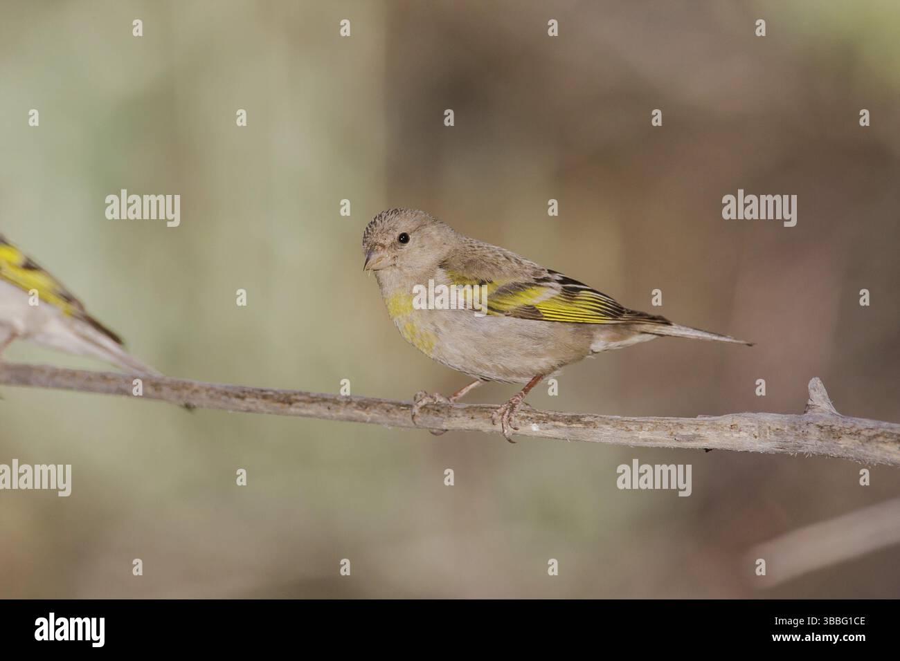 Lawrence's Goldfinch (Spinus lawrencei) femelle, Californie, États-Unis, Amérique du Nord Banque D'Images
