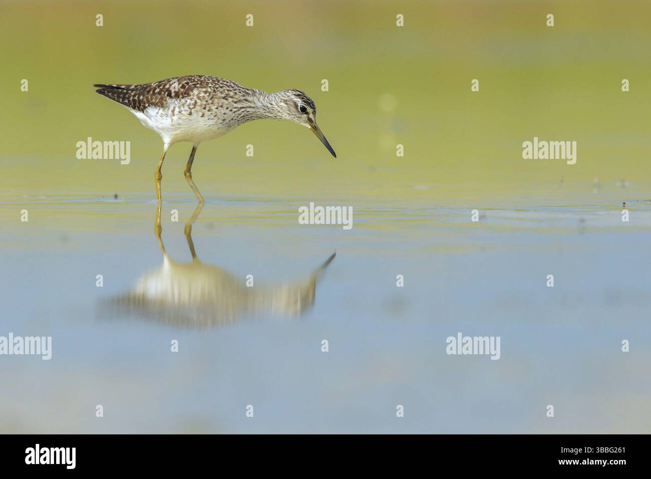 Bois Sandpiper (Tringa glareola), Latium, Italie, Europe Banque D'Images