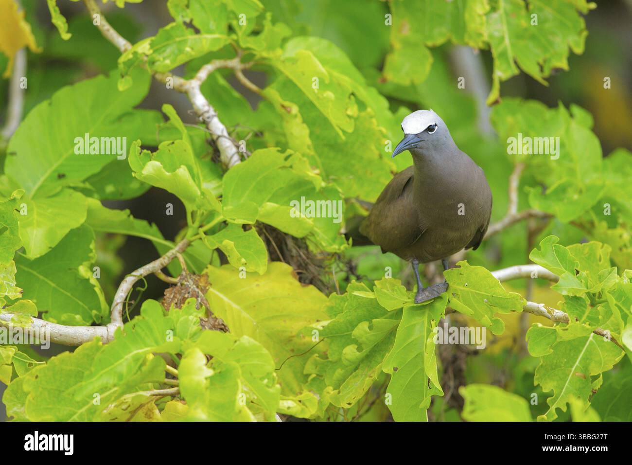 Brun Noddy (Anous stolidus), Bird Island, Seychelles, Afrique Banque D'Images