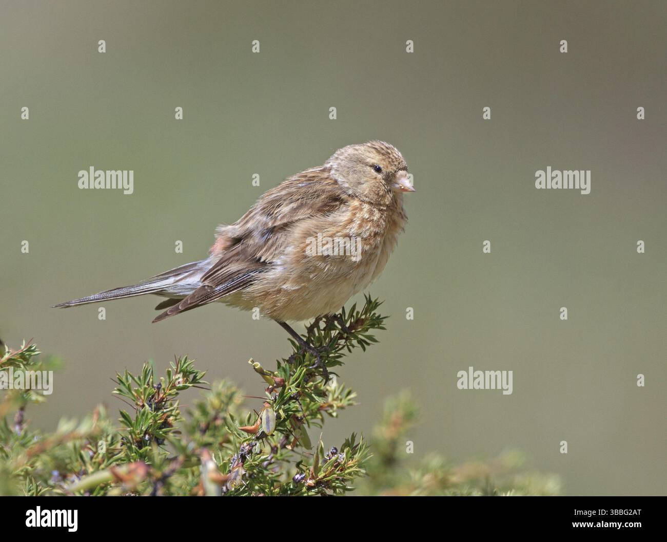 Twite (Linaria flavirostris), Ladakh, Inde, Asie Banque D'Images