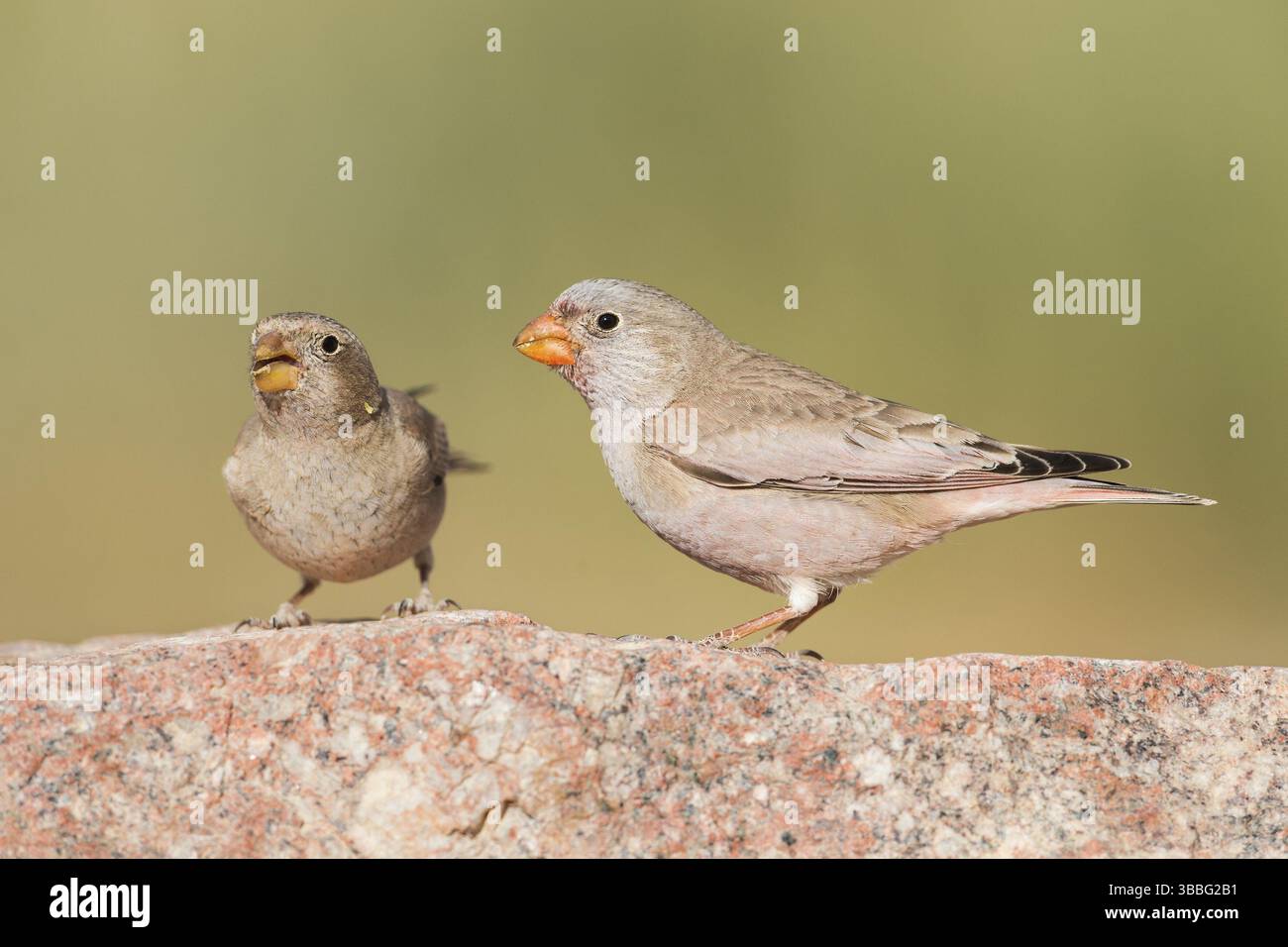 Finch trompettiste (Bucanetes githagineus) mâle, Néguev, Israël, Asie Banque D'Images