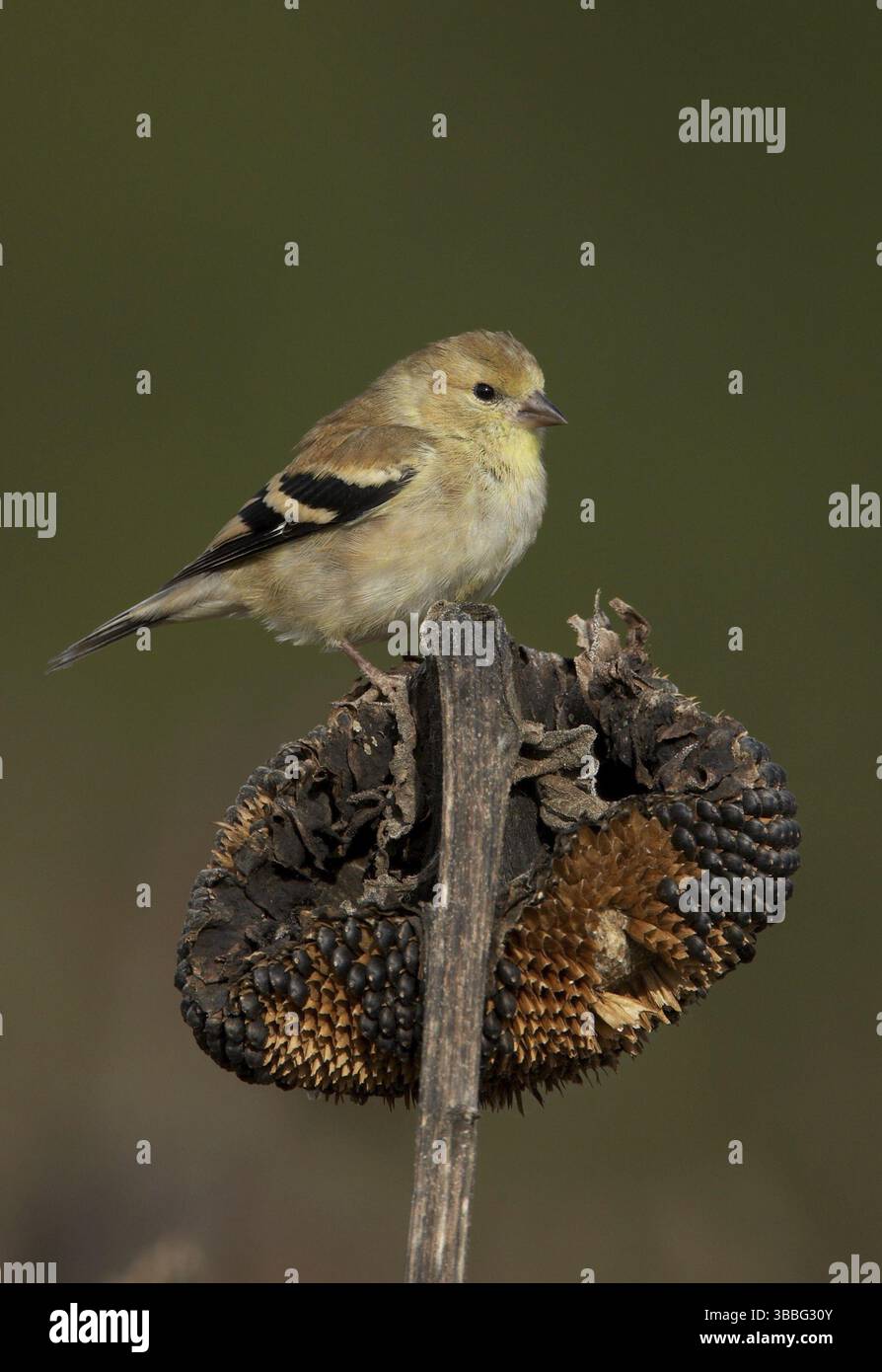 Goldfinch américain (Spinus tristis), Ohio, États-Unis, Amérique du Nord Banque D'Images