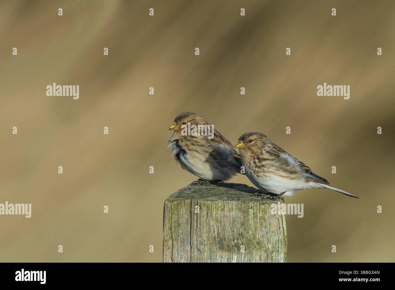 Twite (Linaria flavirostris), Schleswig-Holstein, Allemagne, Europe Banque D'Images