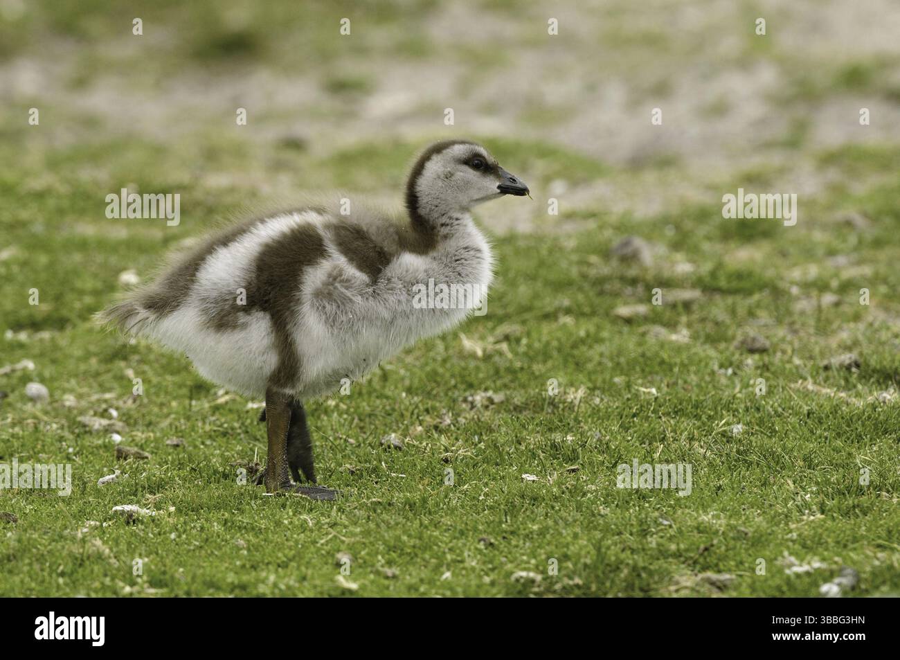 OIE à tête de Ruddy (Chloephaga rubidiceps), îles Falkland, Amérique du Sud Banque D'Images