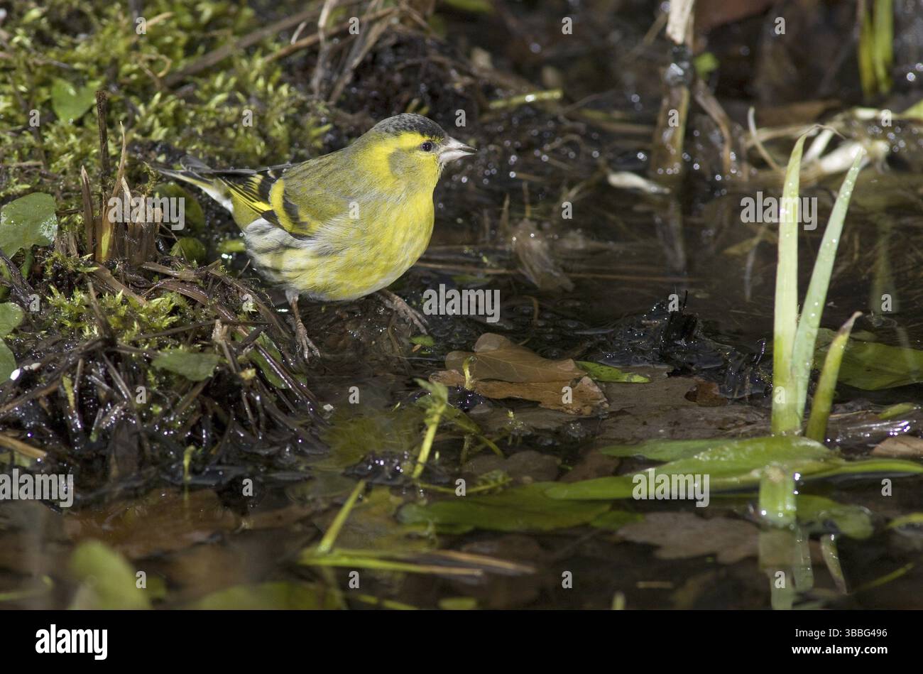 Siskin eurasien (Spinus spinus) mâle, Saxe, Allemagne, Europe Banque D'Images
