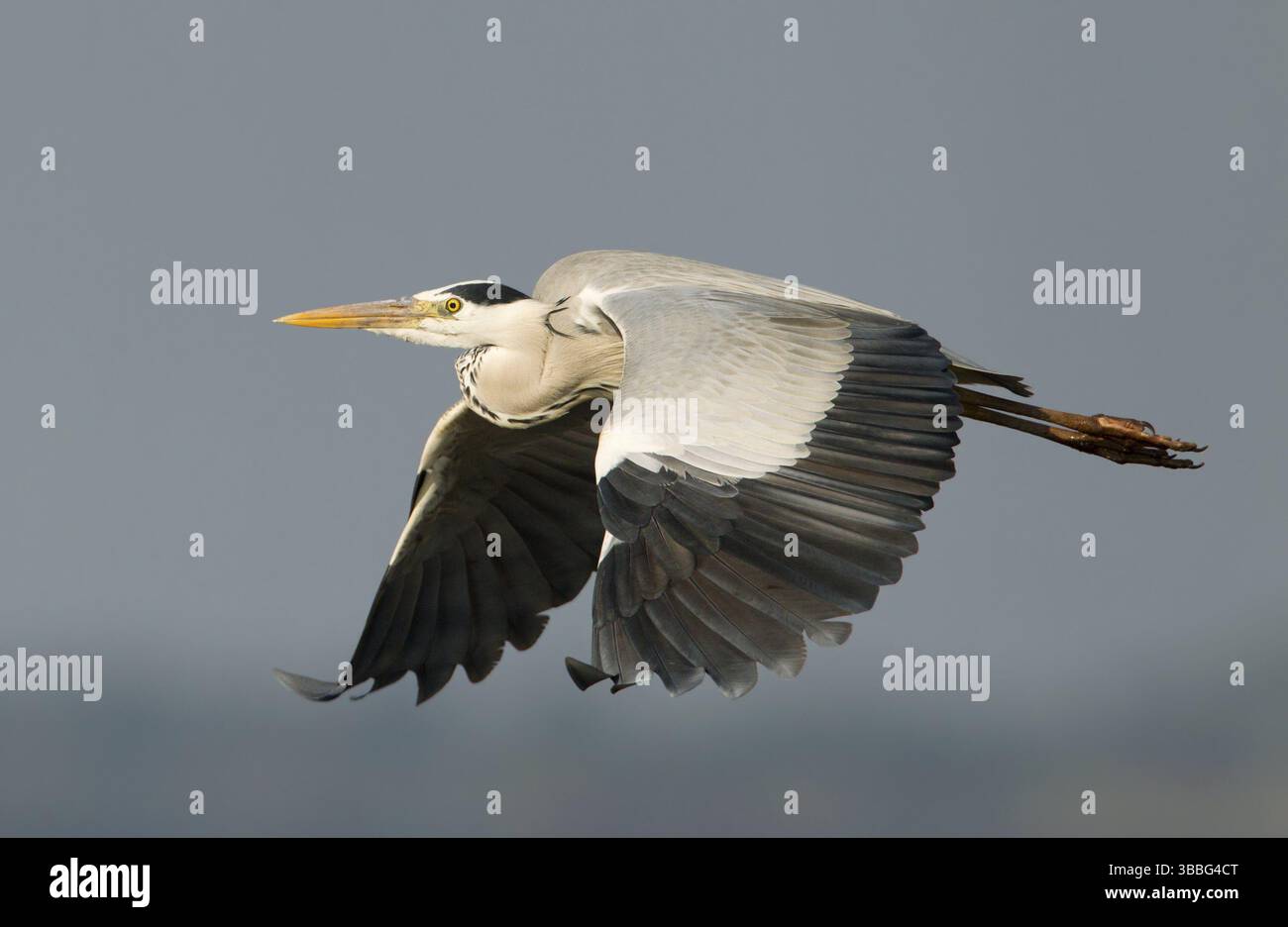 Heron gris (Ardea cinerea) volant, Bueng Boraphet, Thaïlande, Asie Banque D'Images