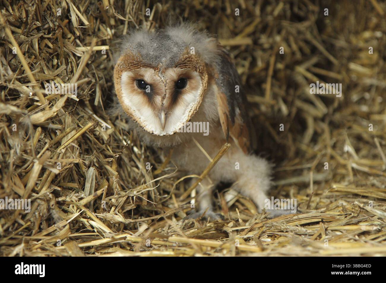 Chouette de l'Ouest (Tyto alba) juvénile, basse-Saxe, Allemagne, Europe Banque D'Images