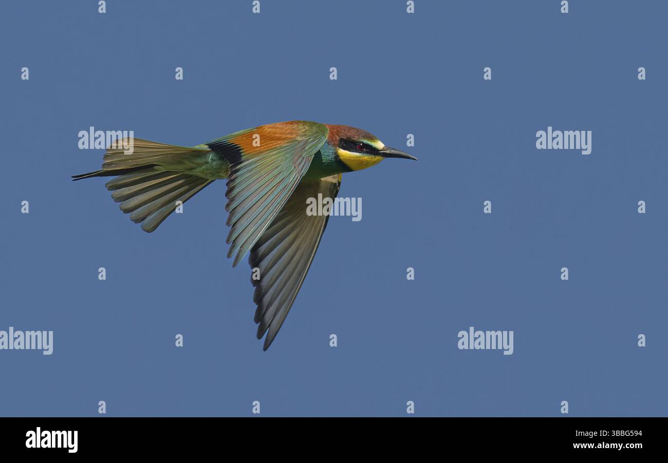 Bienenfresser (Merops apiaster) Banque D'Images