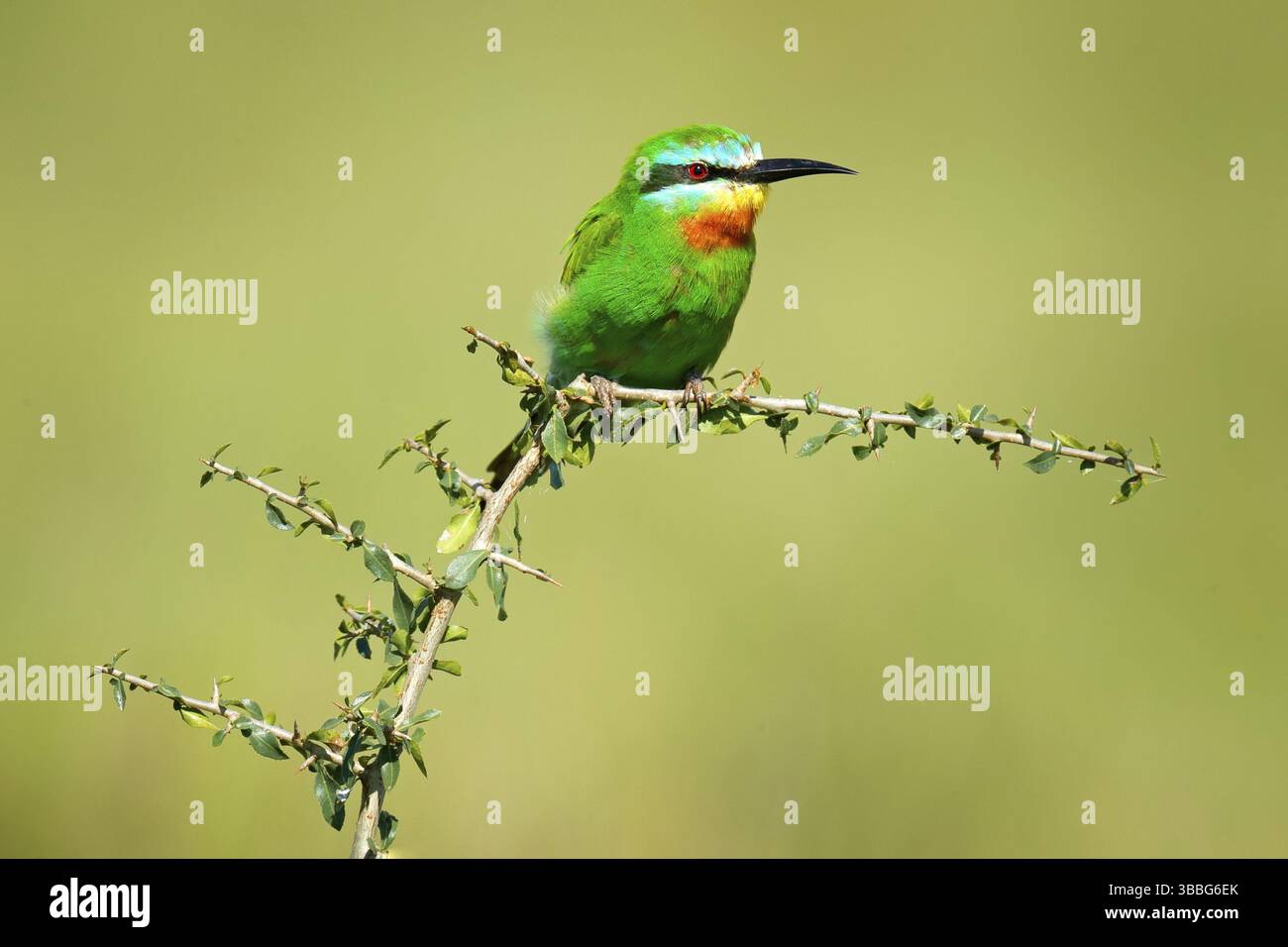 Mérope à joues bleues, Merops persicus, détail d'oiseau africain vert et jaune exotique avec œil rouge dans l'habitat naturel, Okavango, Botswana, Afrique Banque D'Images