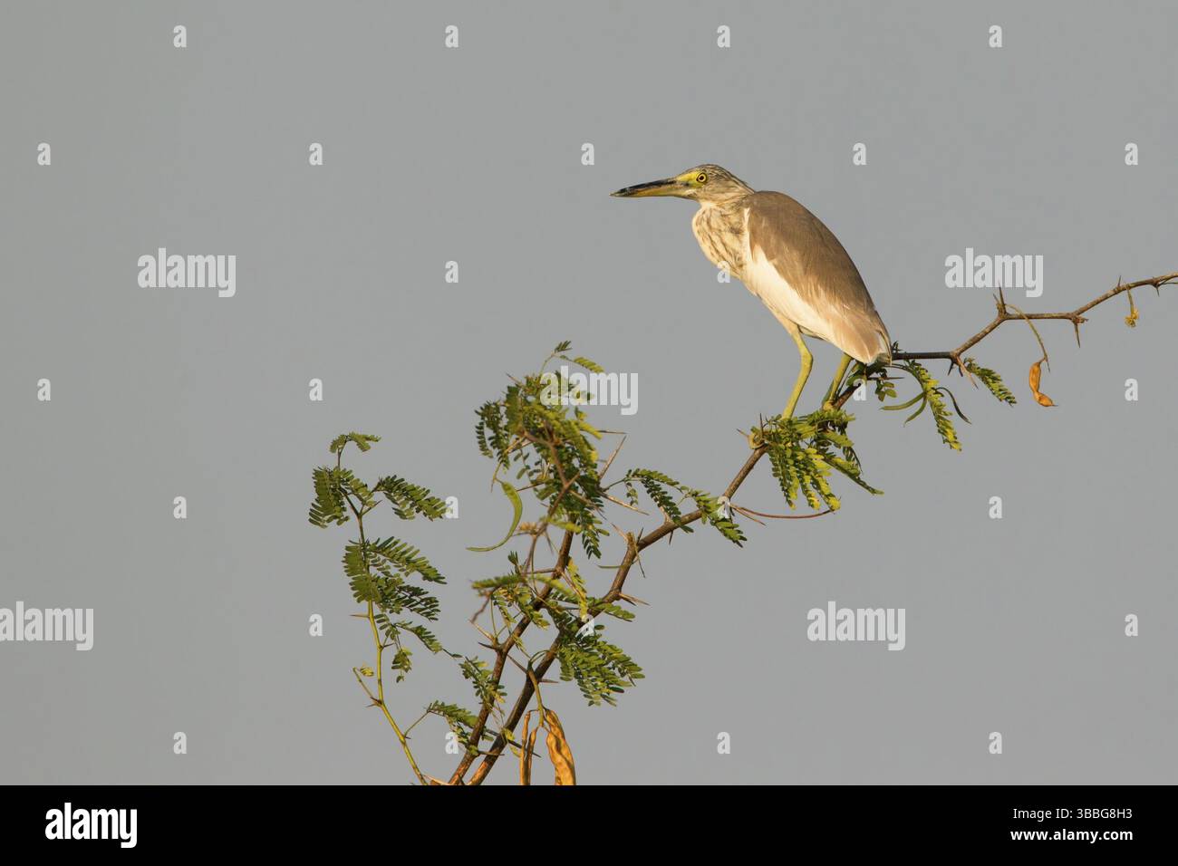 Héron de l'étang chinois (Ardeola bacchus) perché sur une branche, Phetchaburi, Thaïlande, Asie Banque D'Images