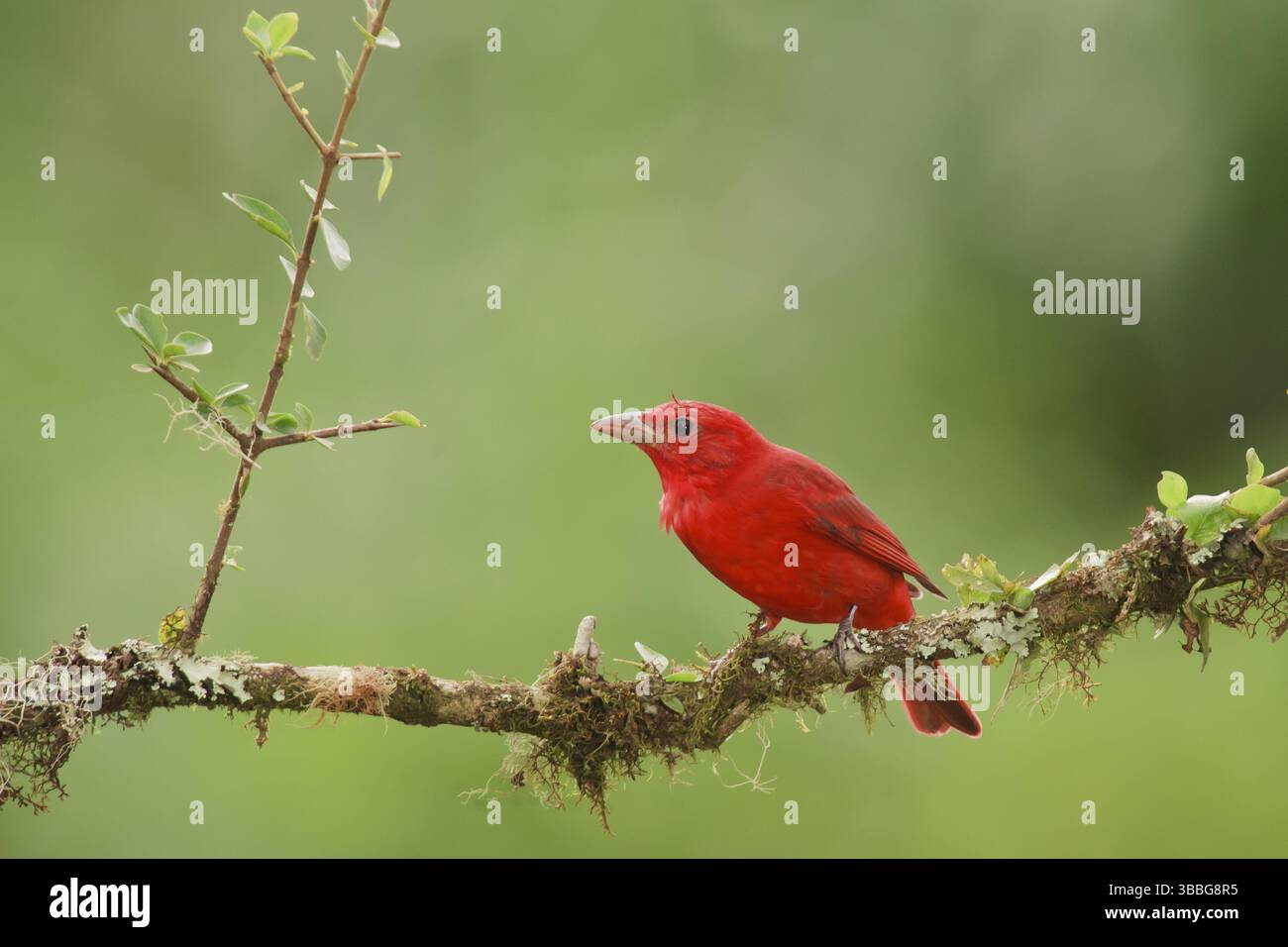 Tanager d'été sur la branche de forêt de nuages au Costa Rica. En arrivant au Costa Rica après avoir migré, le tanager d'été rejoint un troupeau mixte résident inclu Banque D'Images