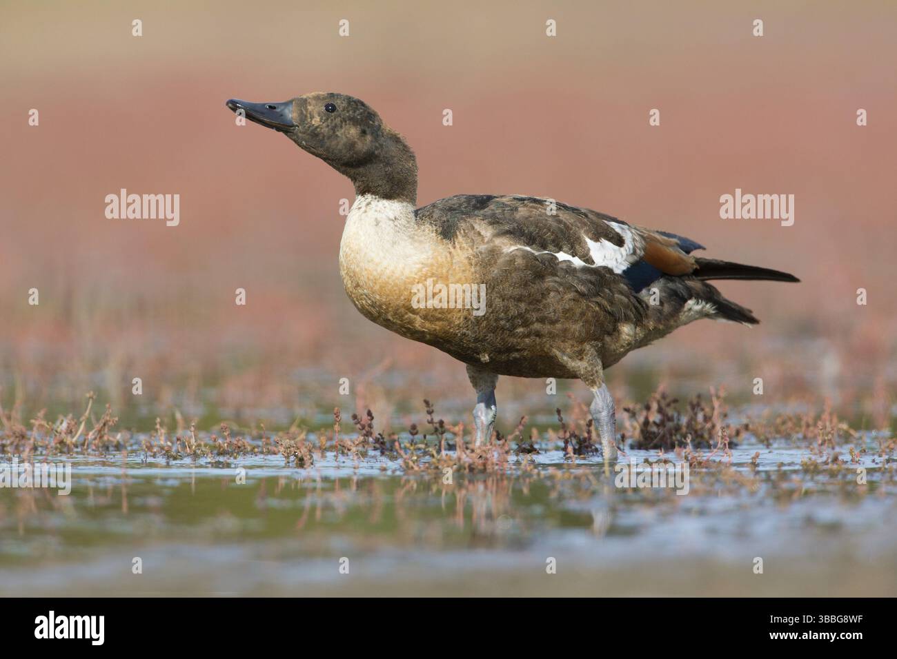 Canard australien (Tadorna tadornoides) mue mâle buvant dans un trou d'eau, Victoria, Australie, Océanie Banque D'Images