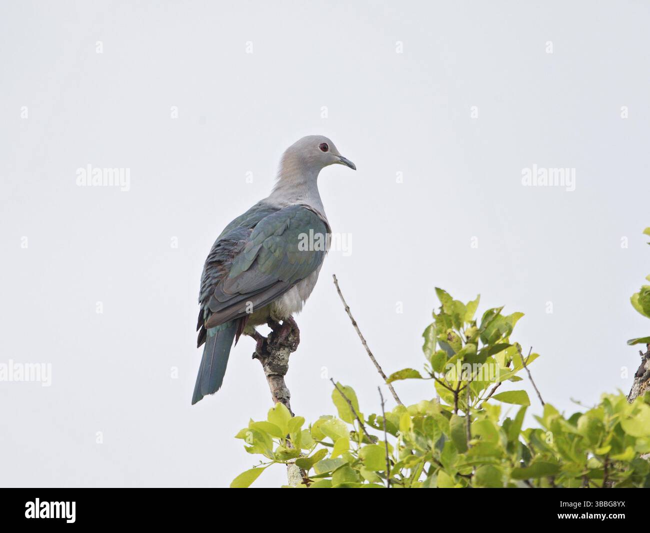 Pigeon impérial vert (Ducula aenea), Sri Lanka, Asie Banque D'Images