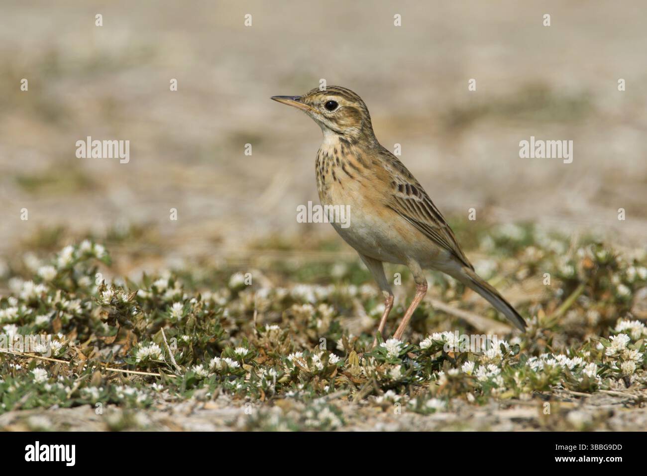 Richard's Pipit (Anthus richardi) perché sur le sol, Phetchaburi, Thaïlande, Asie Banque D'Images