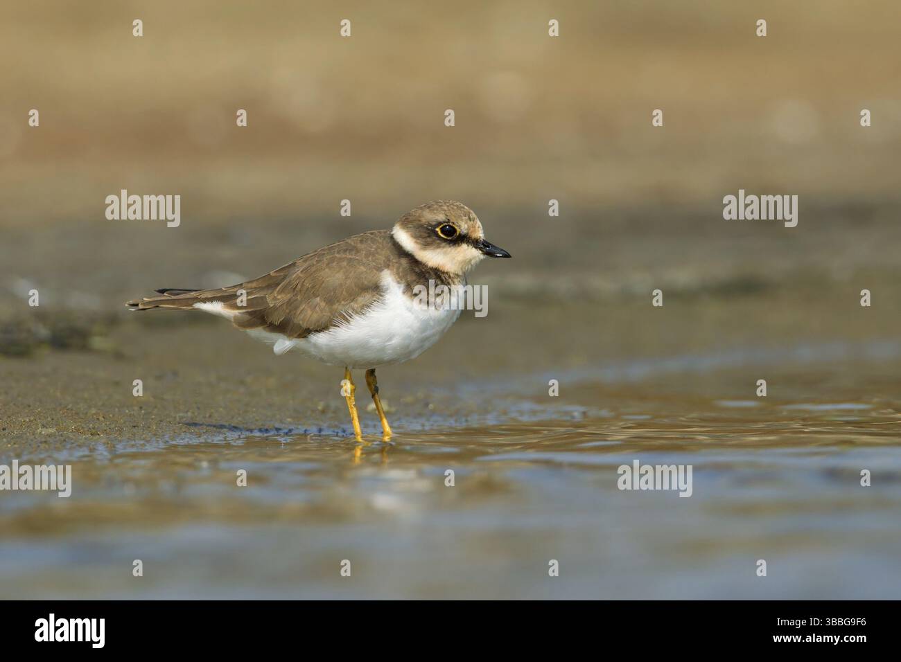 Petit Pluvier annelé (Charadrius dubius), Phetchaburi, Thaïlande, Asie Banque D'Images