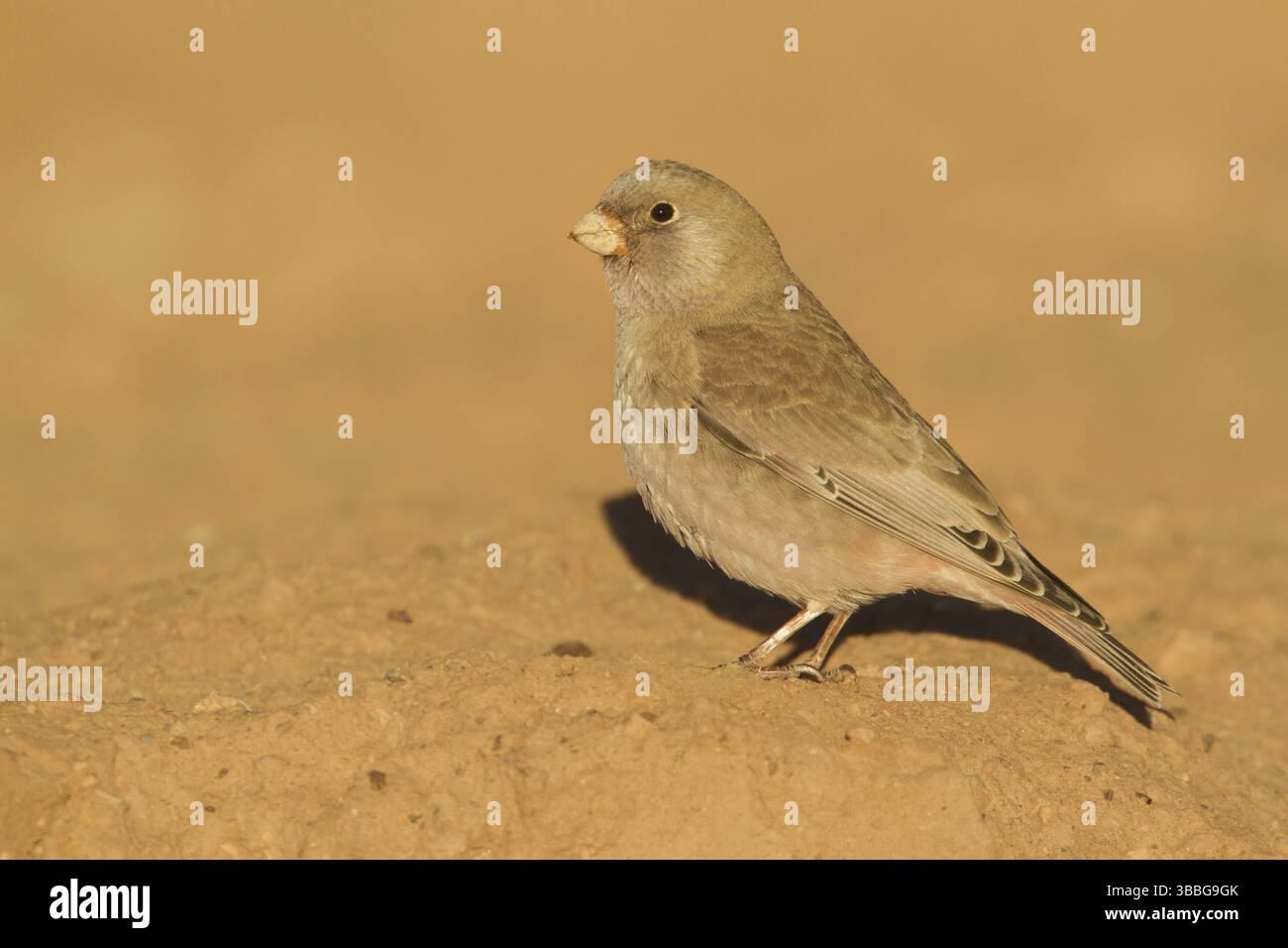 Finch trompettiste (Bucanetes githagineus), Maroc, Afrique Banque D'Images
