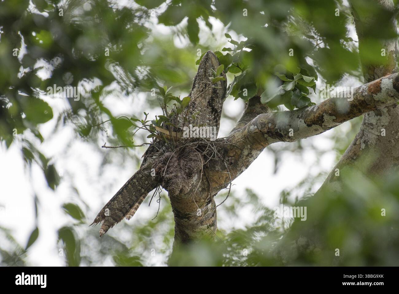 Mouche-grenouille papoue (Podargus papuensis) perchée sur une branche, Papouasie occidentale, Indonésie, Asie Banque D'Images