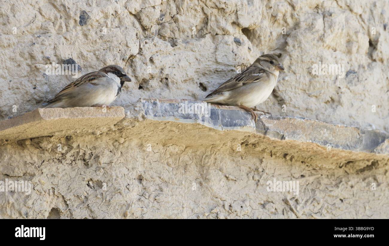 Maison Sparrow - Haussperling - passer domesticus ssp. Hufufae, adulte mâle et femelle, Oman, Asie Banque D'Images