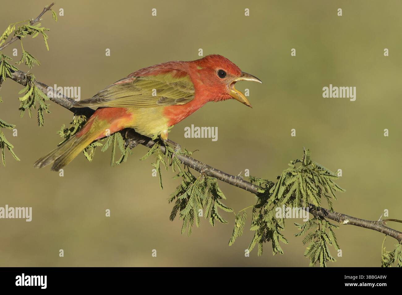 Summer Tanager (Piranga rubra) chant, Texas, USA, Amérique du Nord Banque D'Images