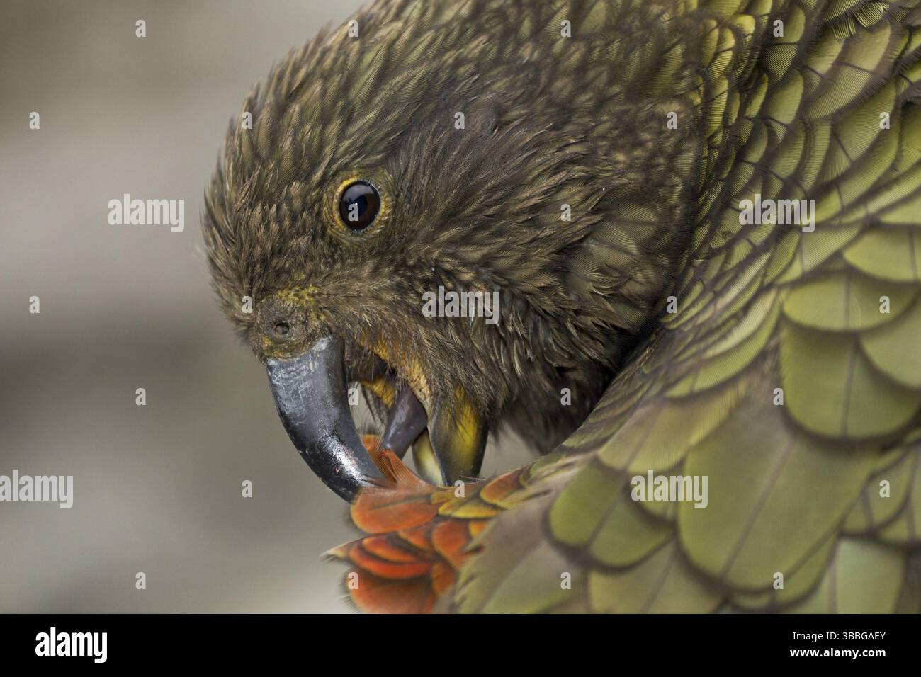 Kea preening, libérant les plumes de croupe rouge vif Banque D'Images