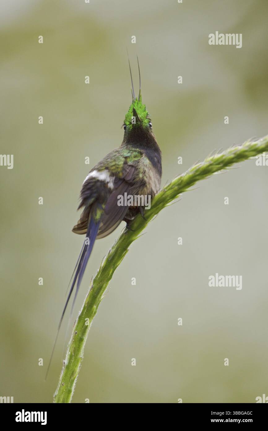 Torse à crête grillagée (Discosura popelairii), Équateur, Amérique du Sud Banque D'Images