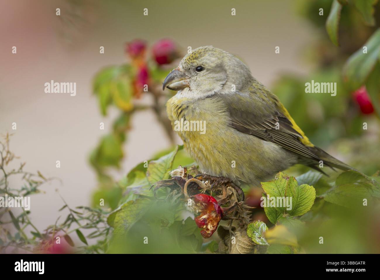 Parrot Crossbill Loxia pytyopsittacus - Kiefernkreuzschnabel - femelle, en Allemagne. Banque D'Images