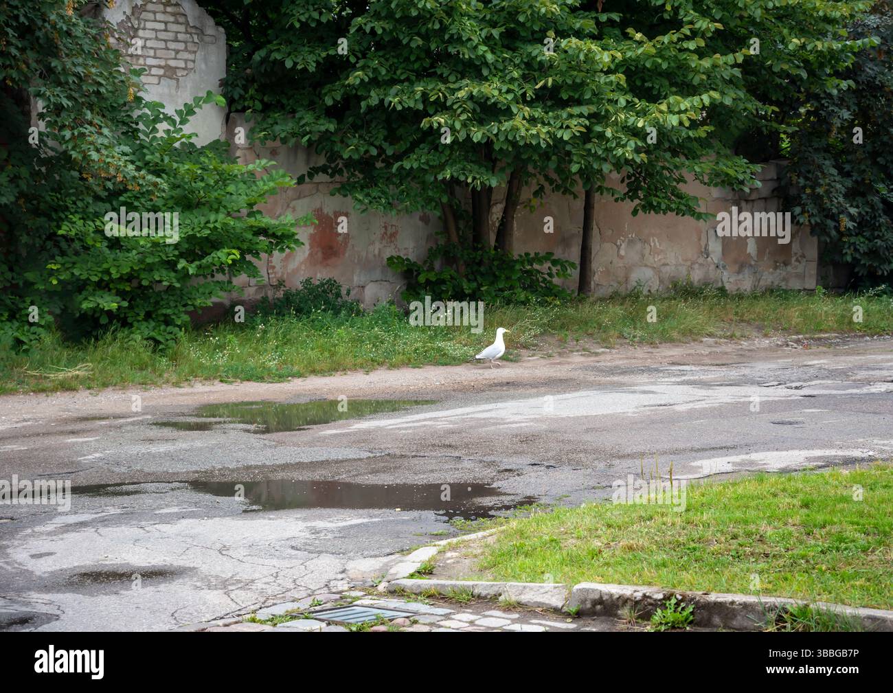 Mouette sur la route après la pluie. Banque D'Images Mouette sur la route après la pluie. Banque D'Images