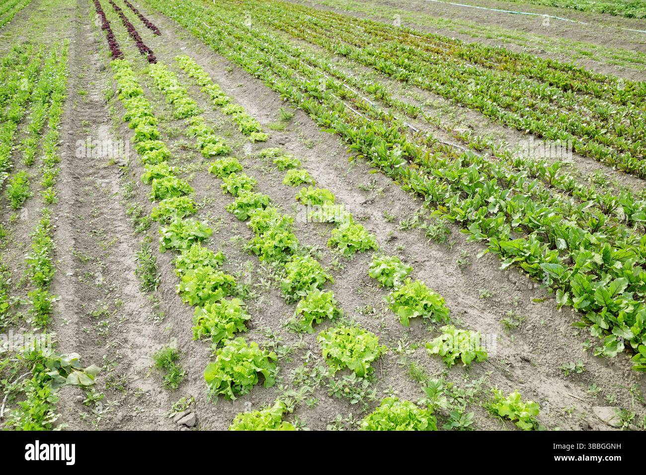 Photo d'une ferme maraîchère biologique. Banque D'Images