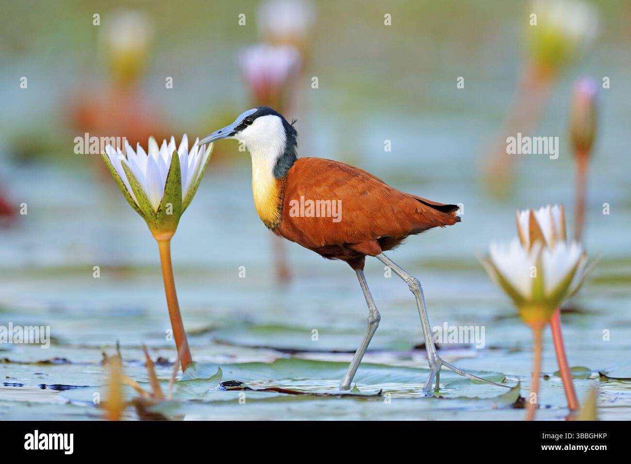 Jacana africain, Actophilornis africana, échassière africaine colorée avec de longs orteils à côté du nénuphar violet dans les eaux peu profondes du lagon saisonnier, Botswana Banque D'Images