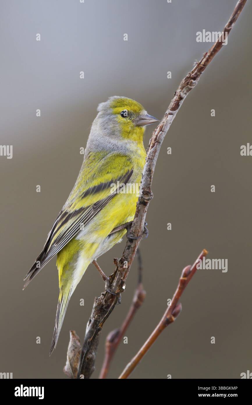 Citril Finch - Zitronengirlitz - Carduelis citrinella, Autriche, adulte, Europe Banque D'Images
