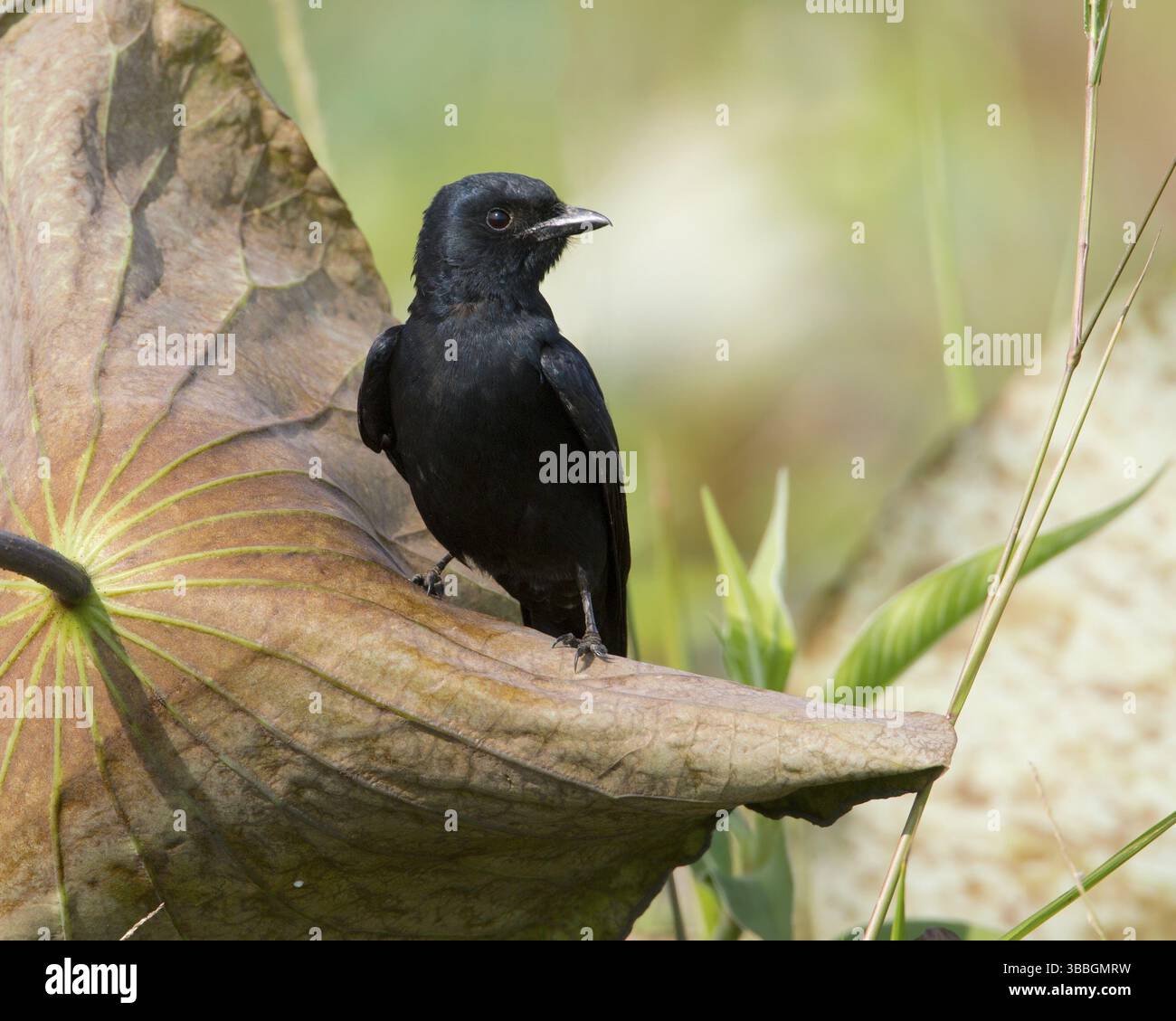 Drongo noir (Dicrurus macrocercus), Bueng Boraphet, Thaïlande, Asie Banque D'Images