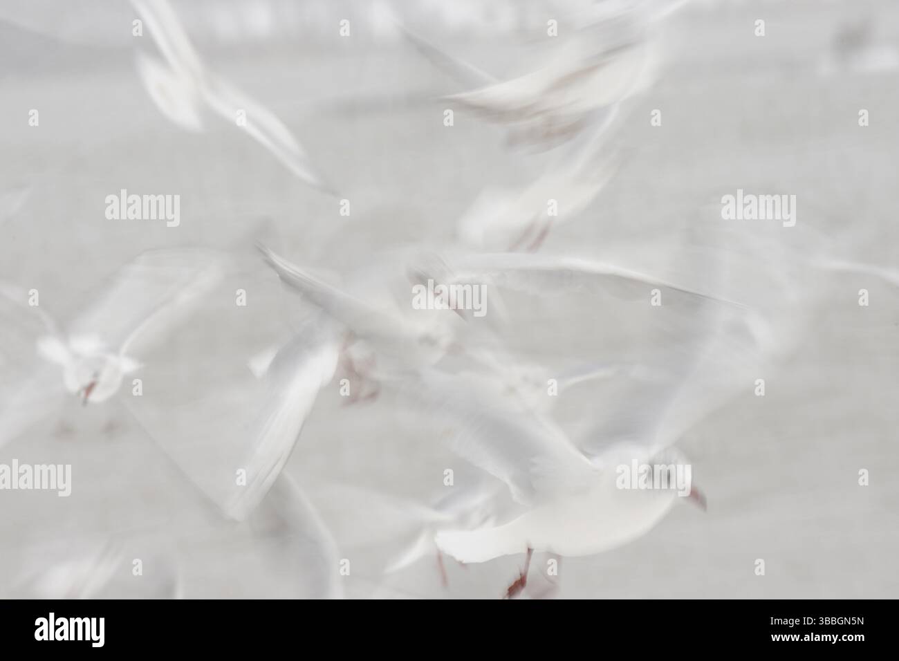 Mouette à tête noire (Chroicocephalus ridibundus) volant, Rhénanie du Nord-Westphalie Banque D'Images