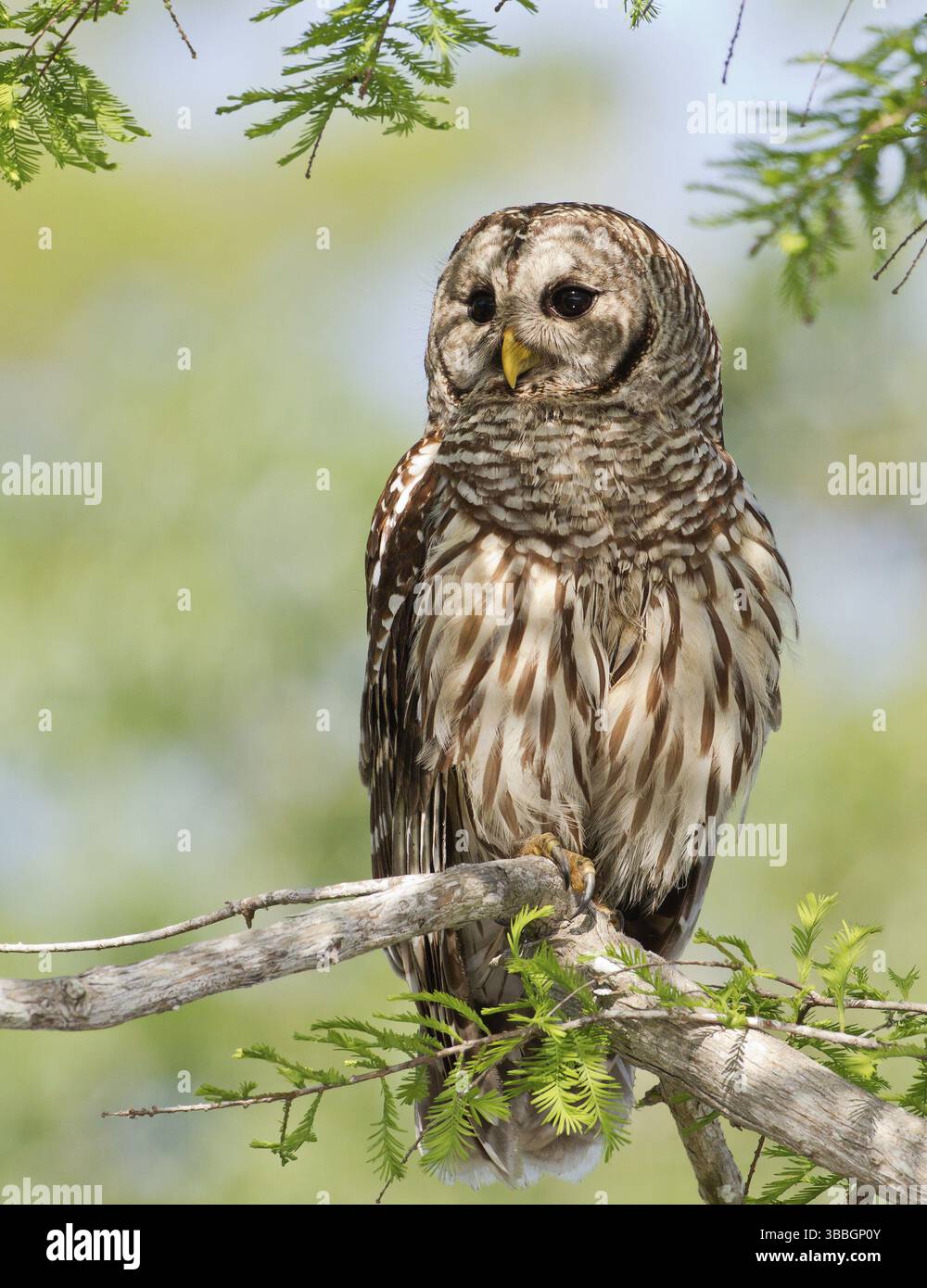 Barred Owl (Strix varia), Floride, États-Unis, Amérique du Nord Banque D'Images Barred Owl (Strix varia), Floride, États-Unis, Amérique du Nord Banque D'Images