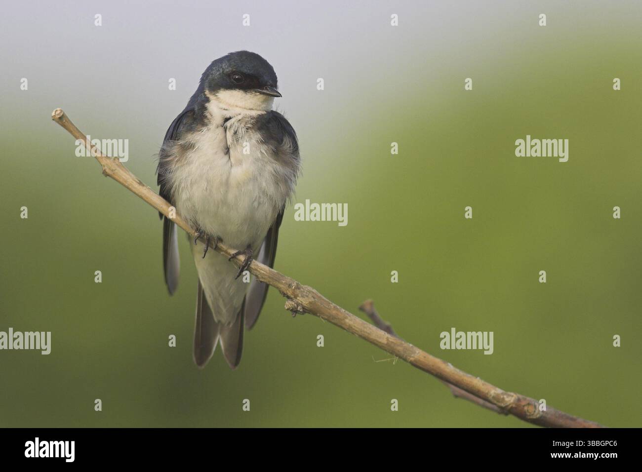 Hirondelle des arbres (Tachycineta bicolor), Ontario, Canada, Amérique du Nord Banque D'Images