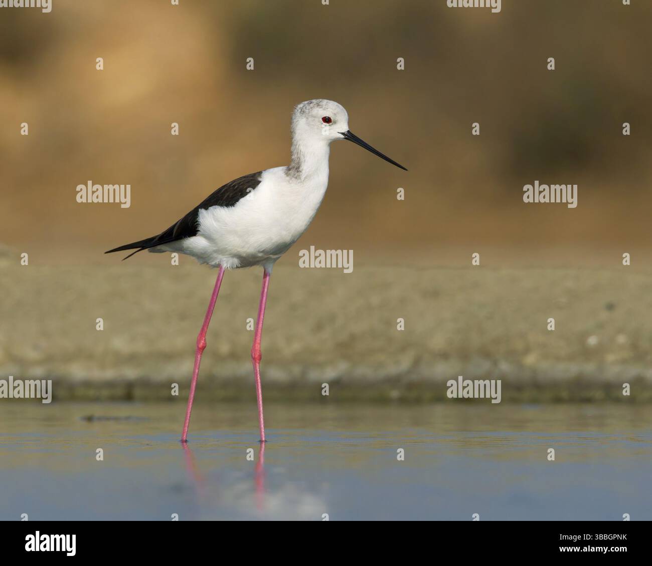 Cueillette d'alevins à ailes noires (Himantopus himantopus), Phetchaburi, Thaïlande, Asie Banque D'Images