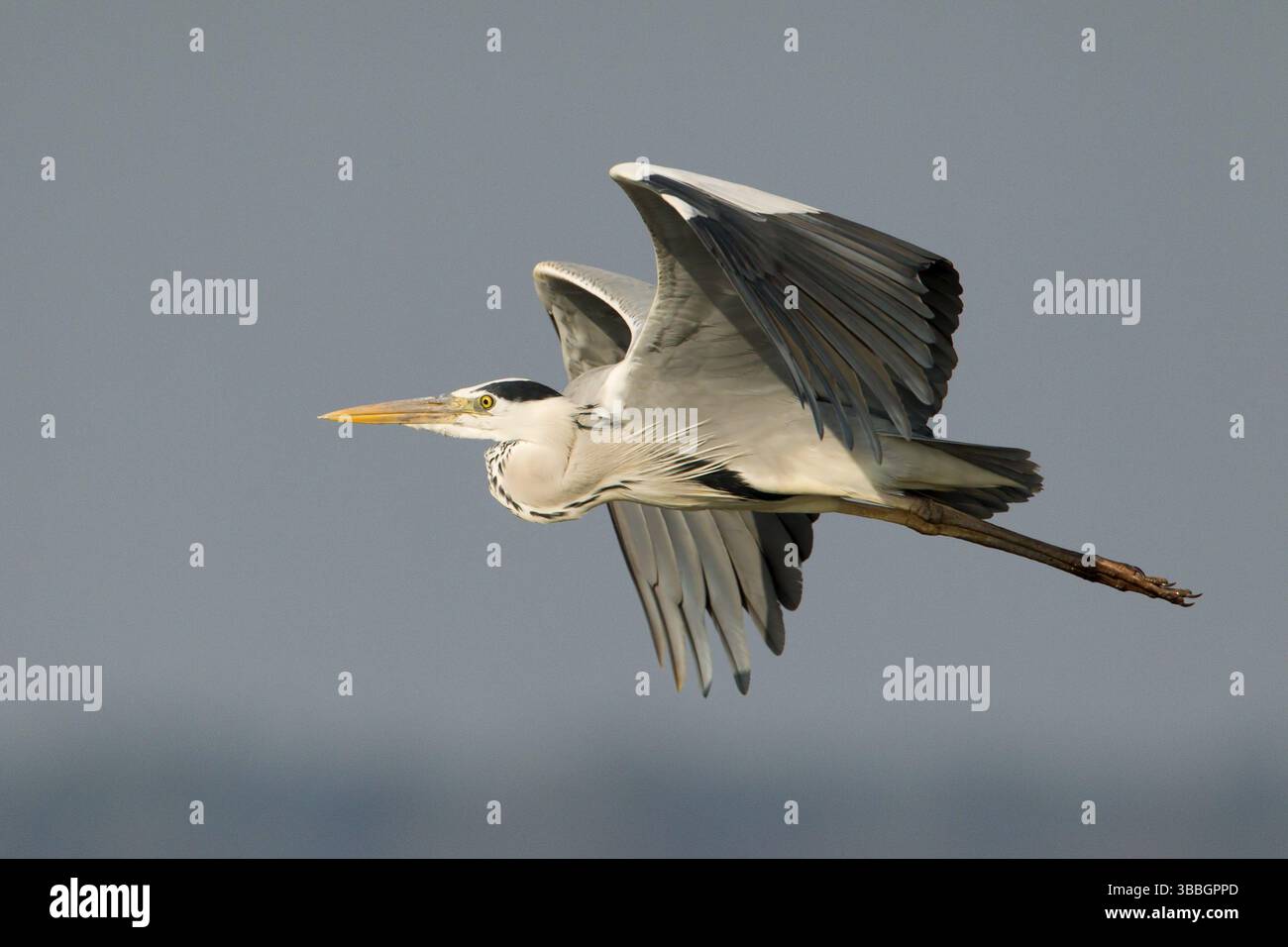 Heron gris (Ardea cinerea) volant, Bueng Boraphet, Thaïlande, Asie Banque D'Images