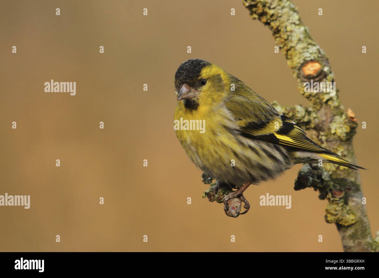 Siskin eurasien (Spinus spinus) mâle, basse-Saxe, Allemagne, Europe Banque D'Images