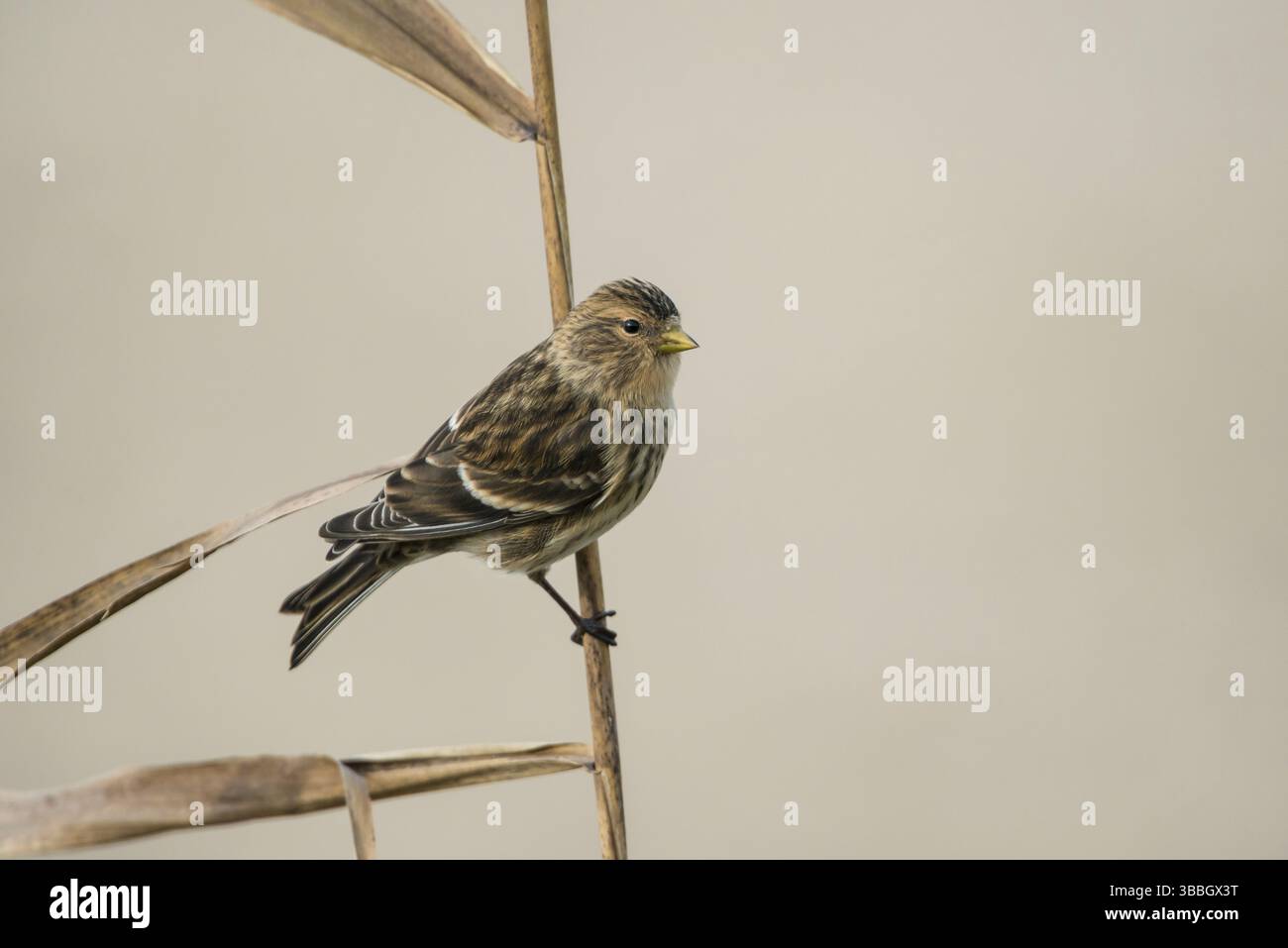 Twite (Linaria flavirostris), Schleswig-Holstein, Allemagne, Europe Banque D'Images