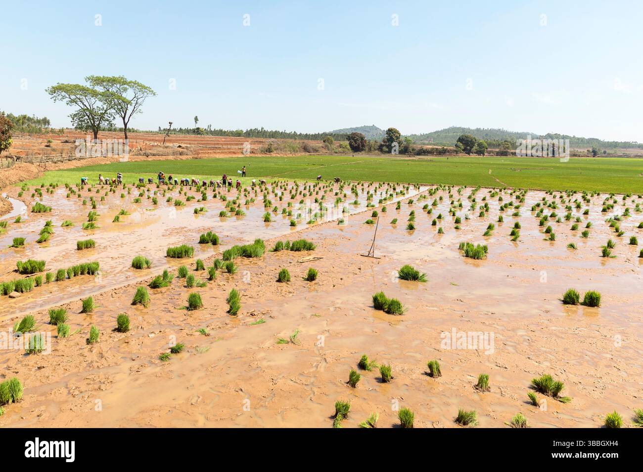Femmes travaillant dans les rizières, plantant du riz dans une rizière dans une partie reculée de l'orissa en inde, cultivant le riz à la fin de la saison sèche Banque D'Images