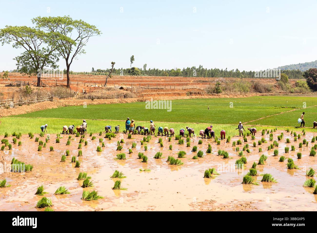 Femmes travaillant dans les rizières, plantant du riz dans une rizière dans une partie reculée de l'orissa en inde, cultivant le riz à la fin de la saison sèche Banque D'Images