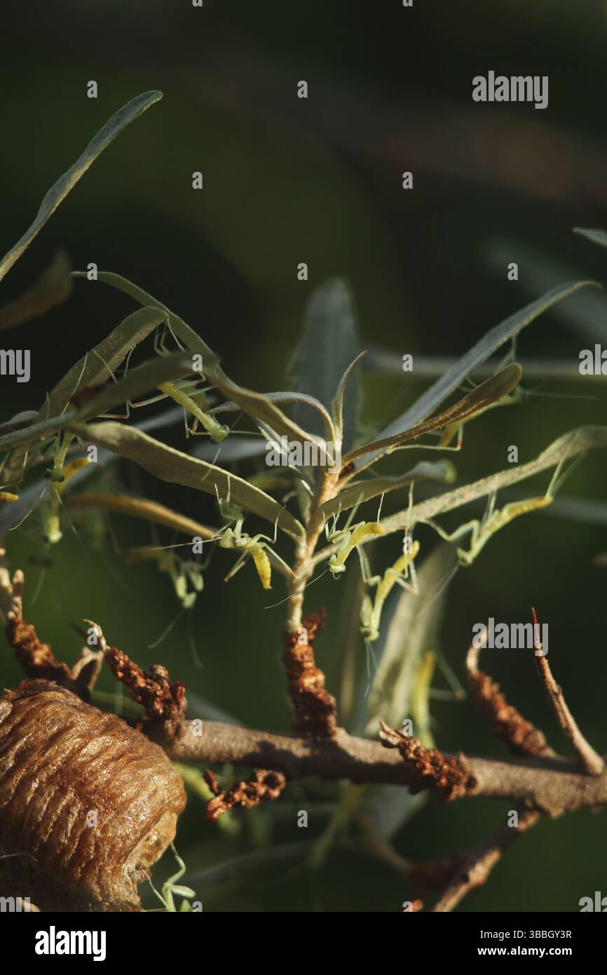 Les mantiques priantes du nouveau-né émergent de l'ootheca sur une branche d'arbre dans la lumière tôt le matin. Macro de l'éclosion de la mante priante, gros plan documentaire. Sélectionnez Banque D'Images