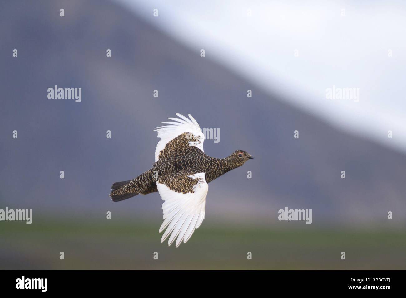 Rock Ptarmigan (Lagopus muta) volant, Islande, Europe Banque D'Images