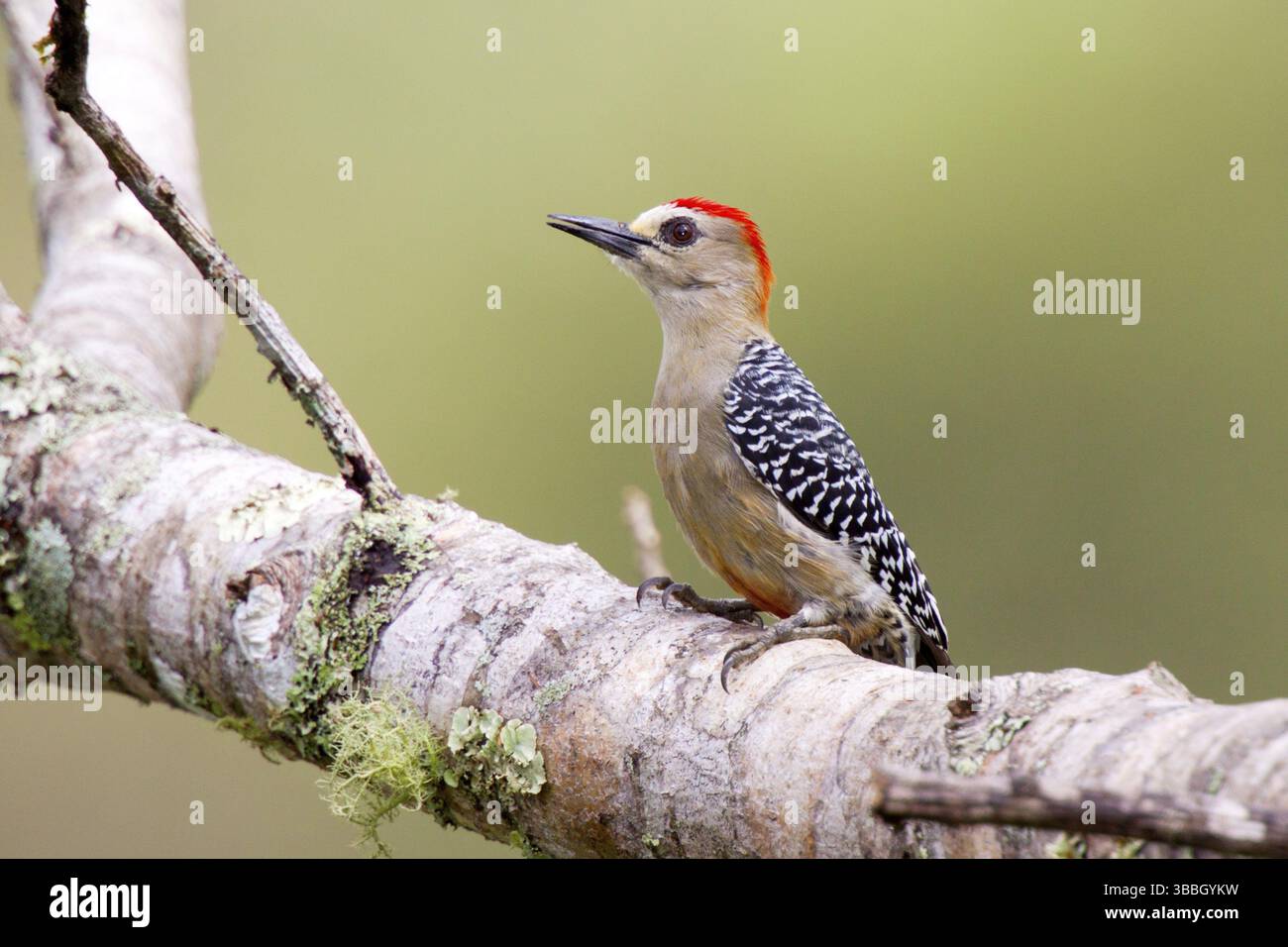 Pic à couronne rouge Melanerpes rubricapillus San Vito, Costa Rica 4 mâles adultes Novembre Picidae Banque D'Images