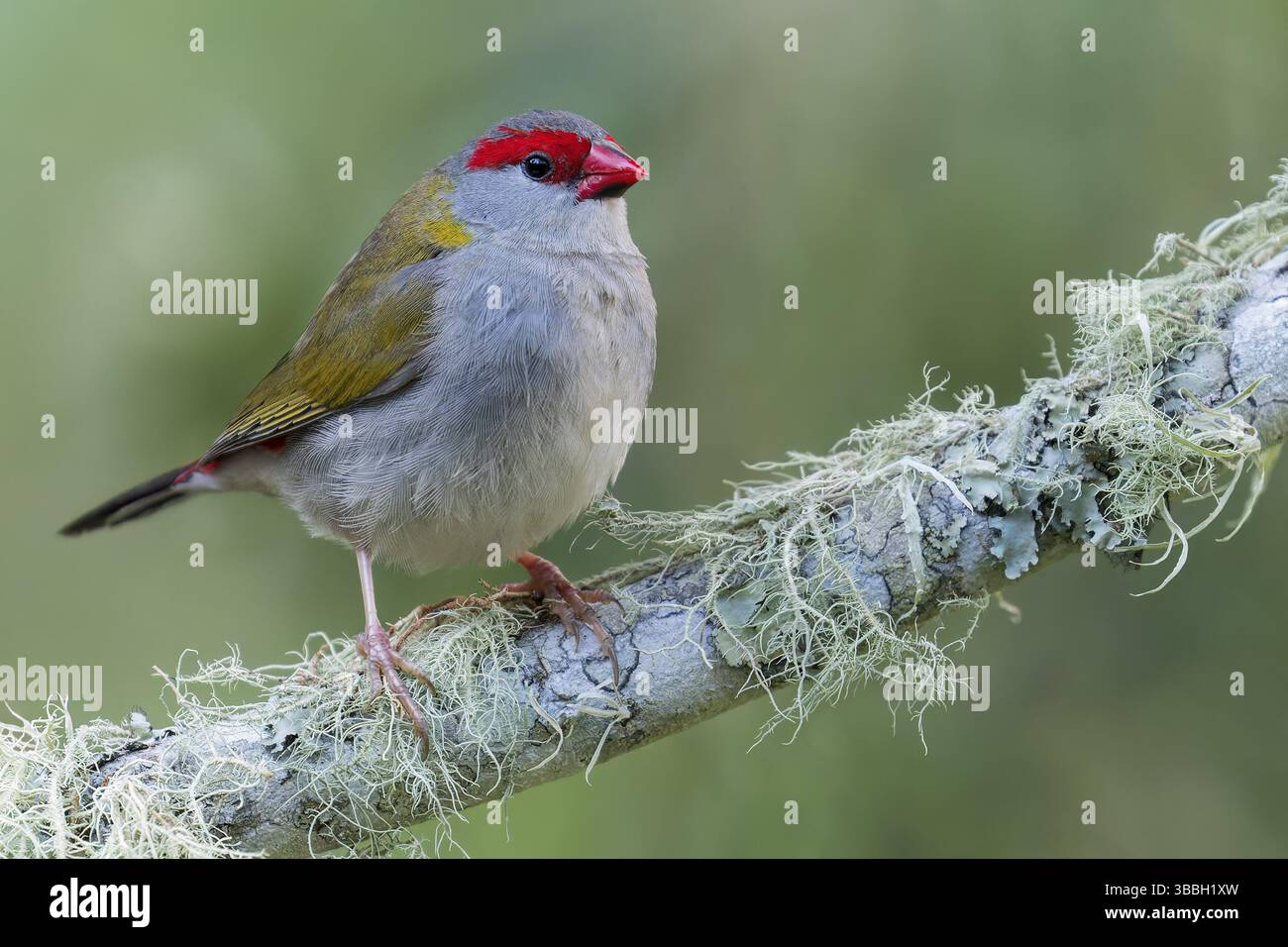 Finlandais à sourcils rouges (Neochmia temporalis) perché sur une branche dans l'est de l'Australie Banque D'Images