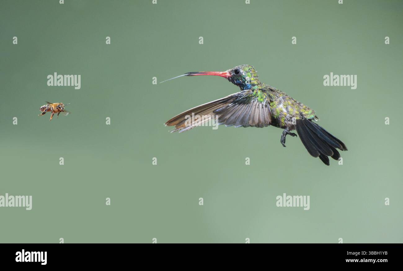 Colibri à bec large Cynanthus latirostris Tucson, Comté de Pima, Arizona, États-Unis 25 août homme adulte avec abeille au miel. Oiseau en forte mue. Tr Banque D'Images