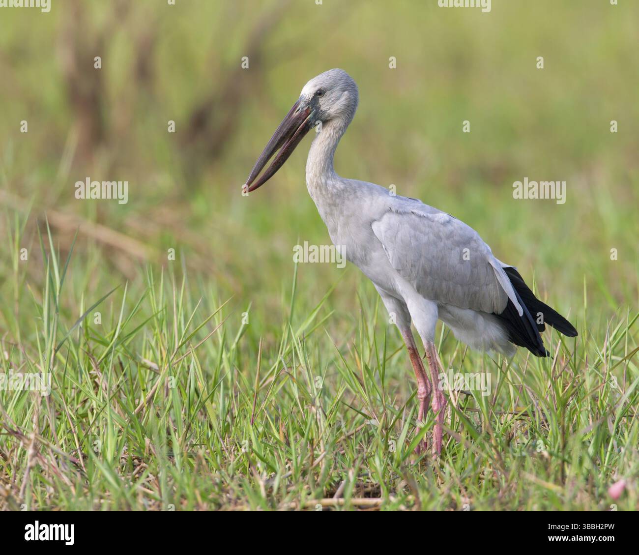 Asian Openbill (Anastomus oscitans), Bueng Boraphet, Thaïlande, Asie Banque D'Images