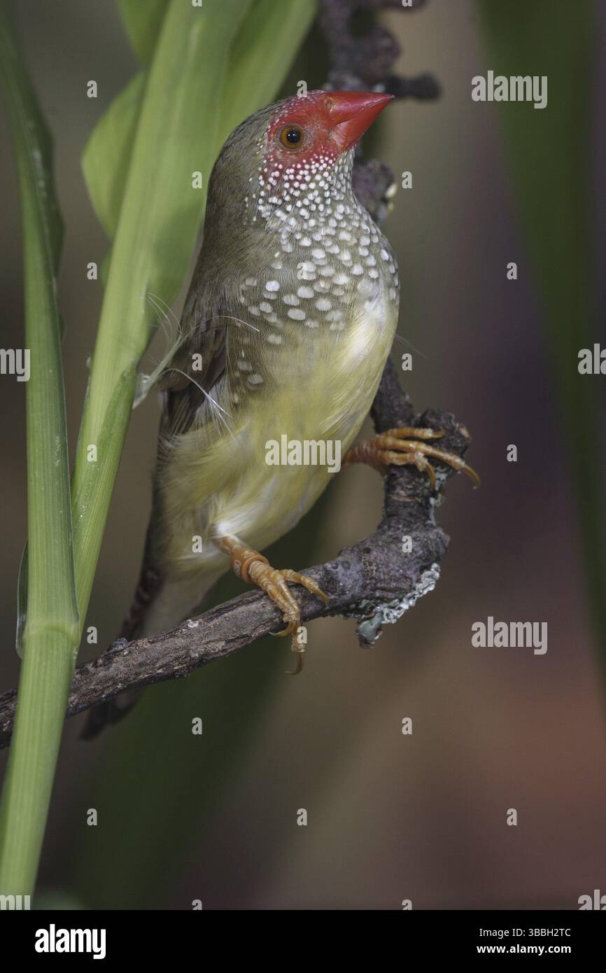 Star Finch (Neochmia ruficauda) femelle Banque D'Images