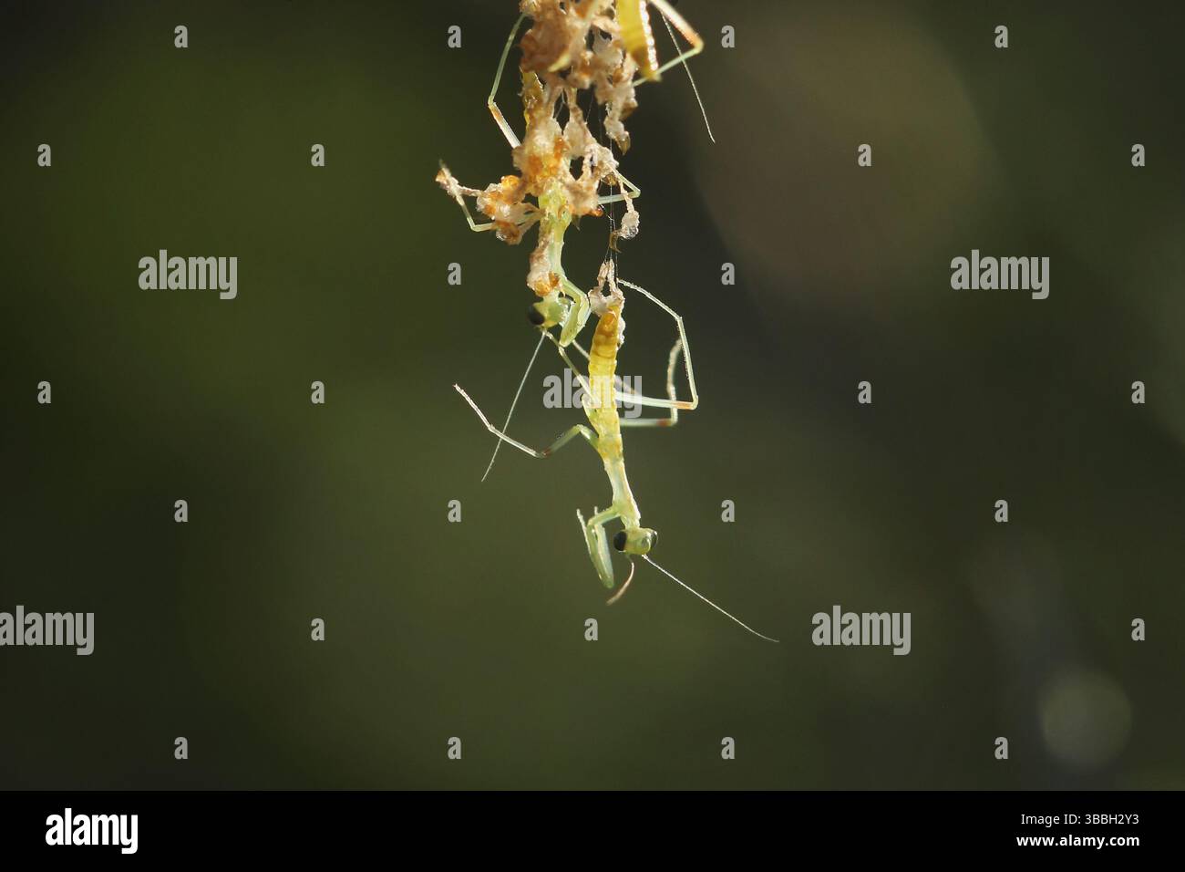 De minuscules mantises priantes rampent sur des feuilles fraîches en douce lumière du soleil. Banque D'Images