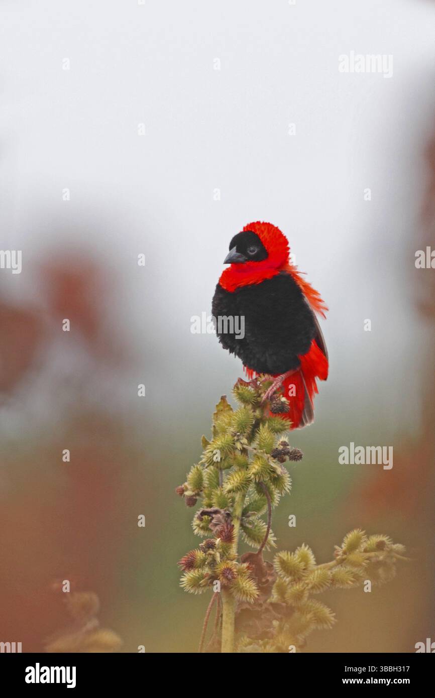 Évêque rouge du Nord, Euplectes franciscanus Banque D'Images